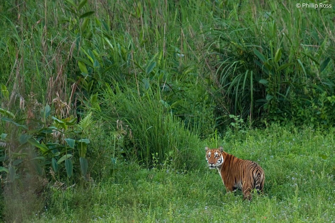 A rarely seen tiger (Panthera tigris) moving through the elephant grass