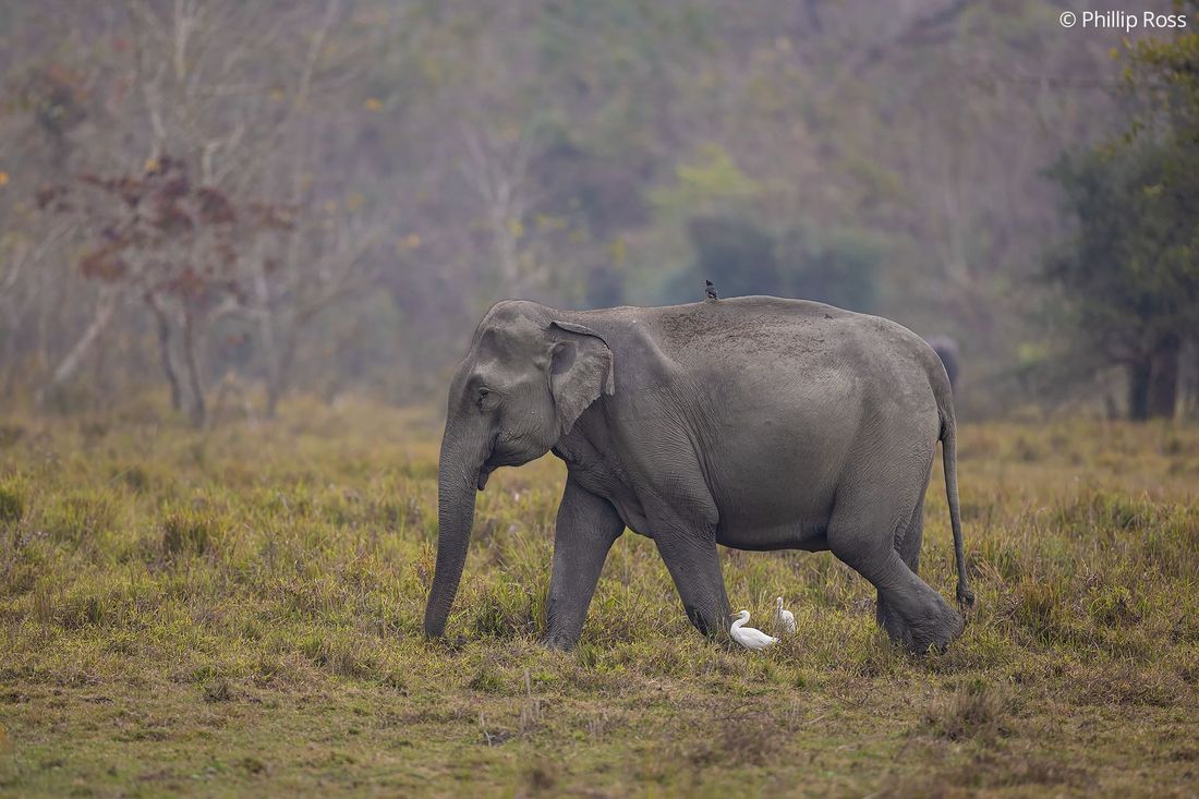 An Asian elephant (Elephas maximus) walking across the grassland