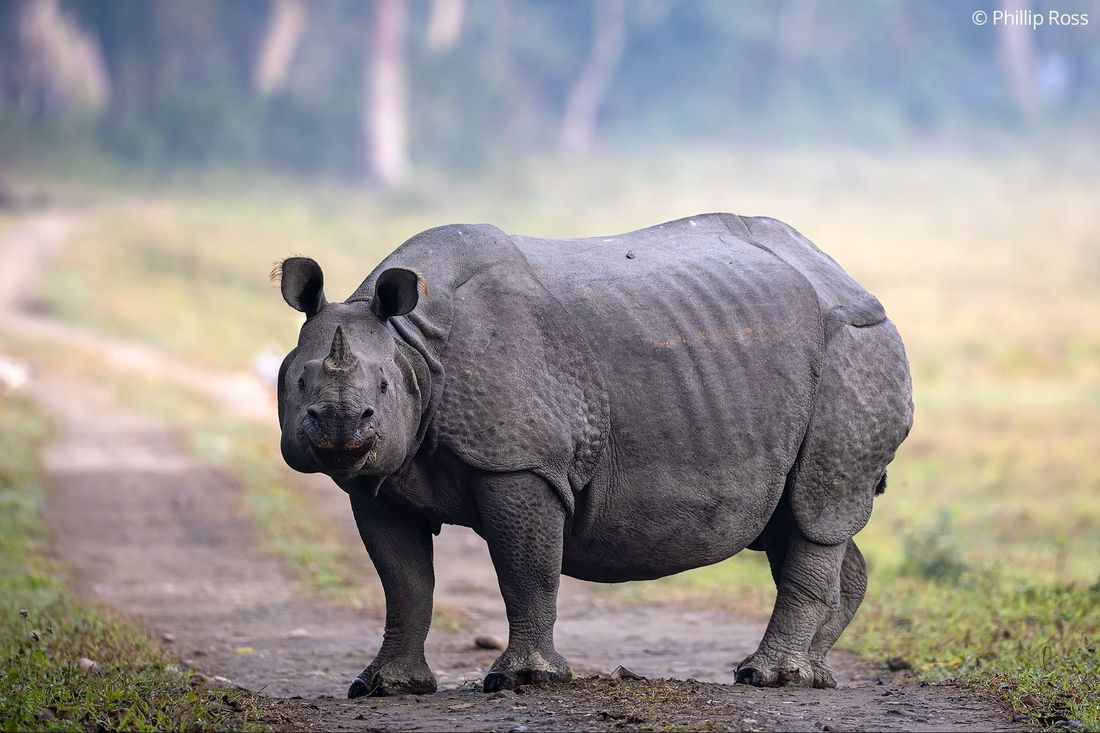A huge rhinoceros (Rhinoceros unicornis) walking across the safari track