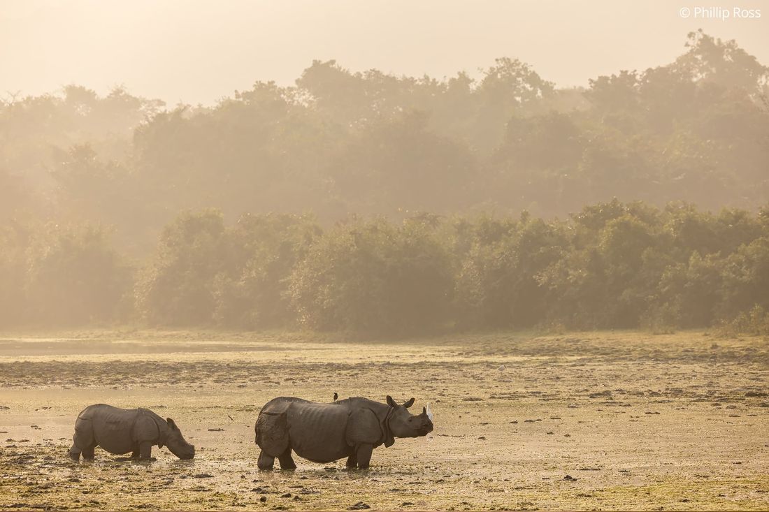 A backlit rhinoceros and calf (Rhinoceros unicornis) in a jheel
