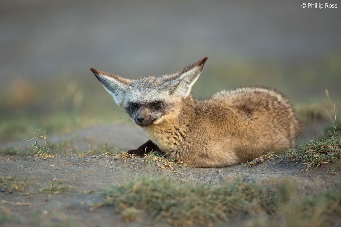 A bat-eared fox (Otocyon megalotis) in the Maasai Mara on our Africa Wildlife Camp by wildlife photographer Phillip Ross