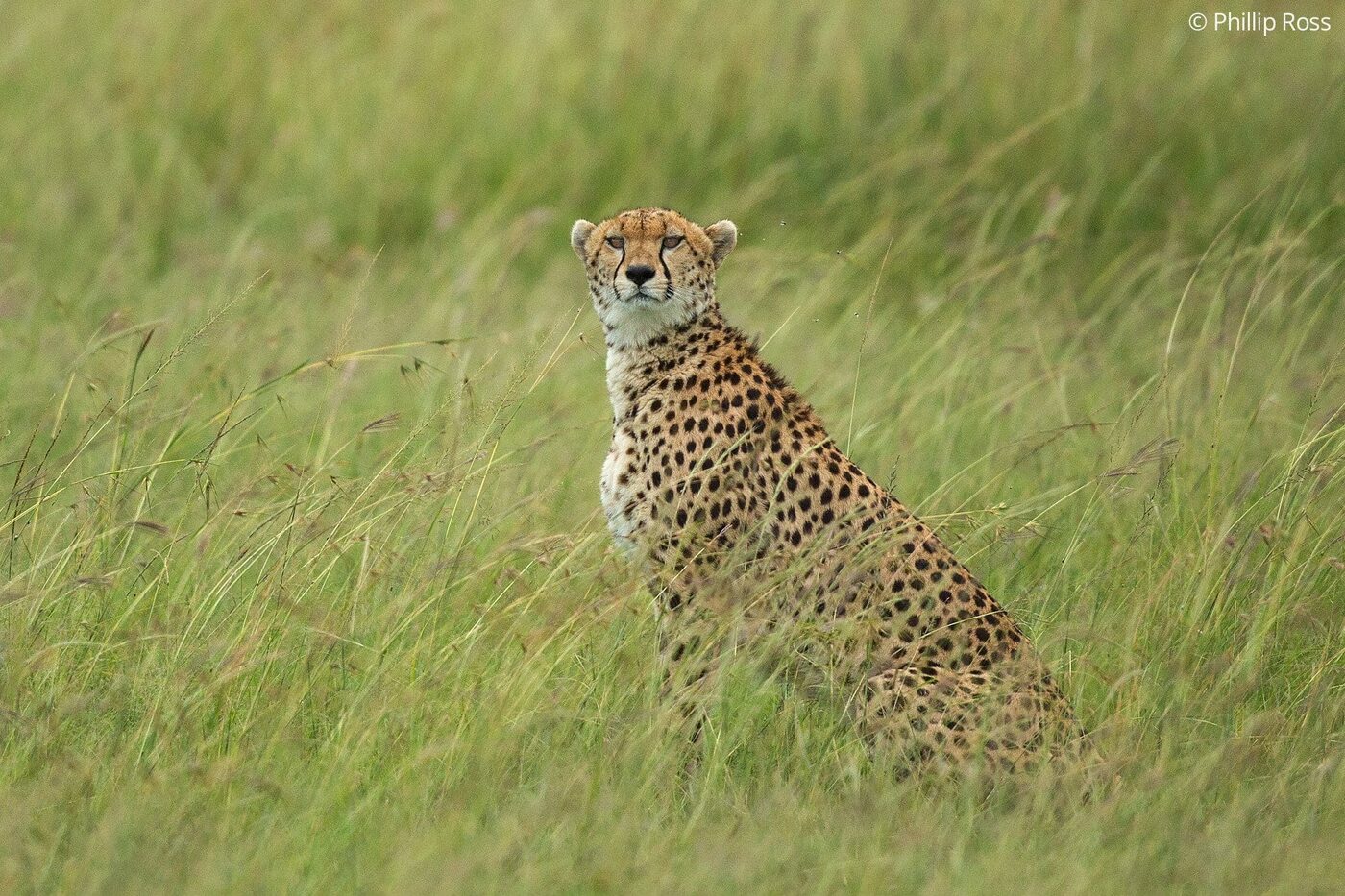 A cheetah (Acinonyx jubatus) looks on as he is photographed by wildlife photographer Phillip Ross on our Africa Wildlife Camp