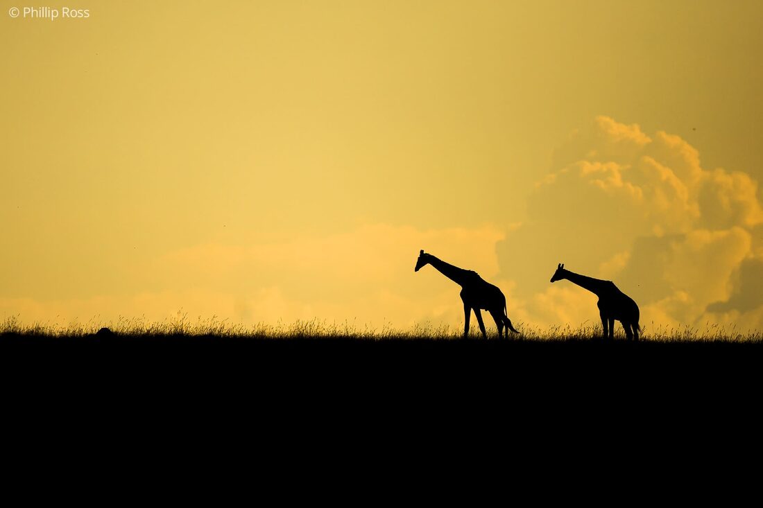 Maasai giraffes (Giraffa camelopardalis tippelskirchi) on our Africa Wildlife Camp by wildlife photographer Phillip Ross