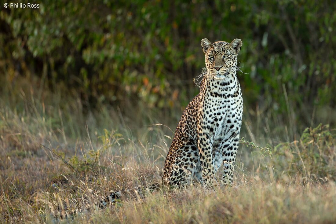 A leopard (Panthera pardus) on an Africa Wildlife Photography Tour