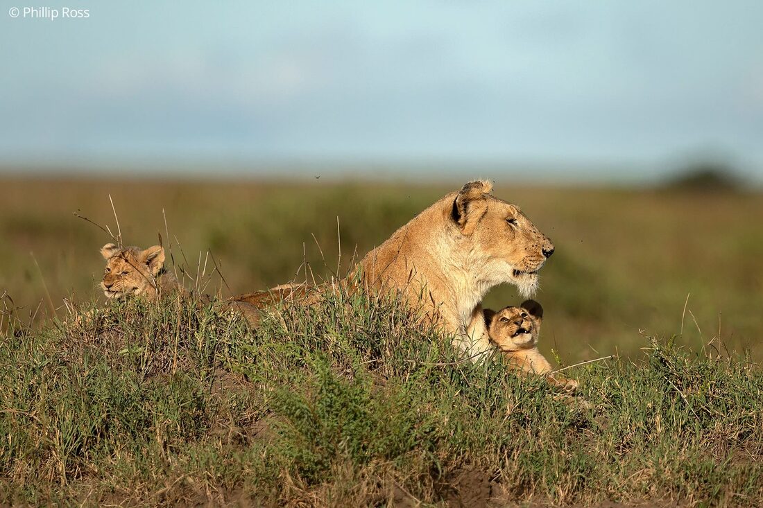 Lioness and her cubs on an Africa Wildlife Photography Tour