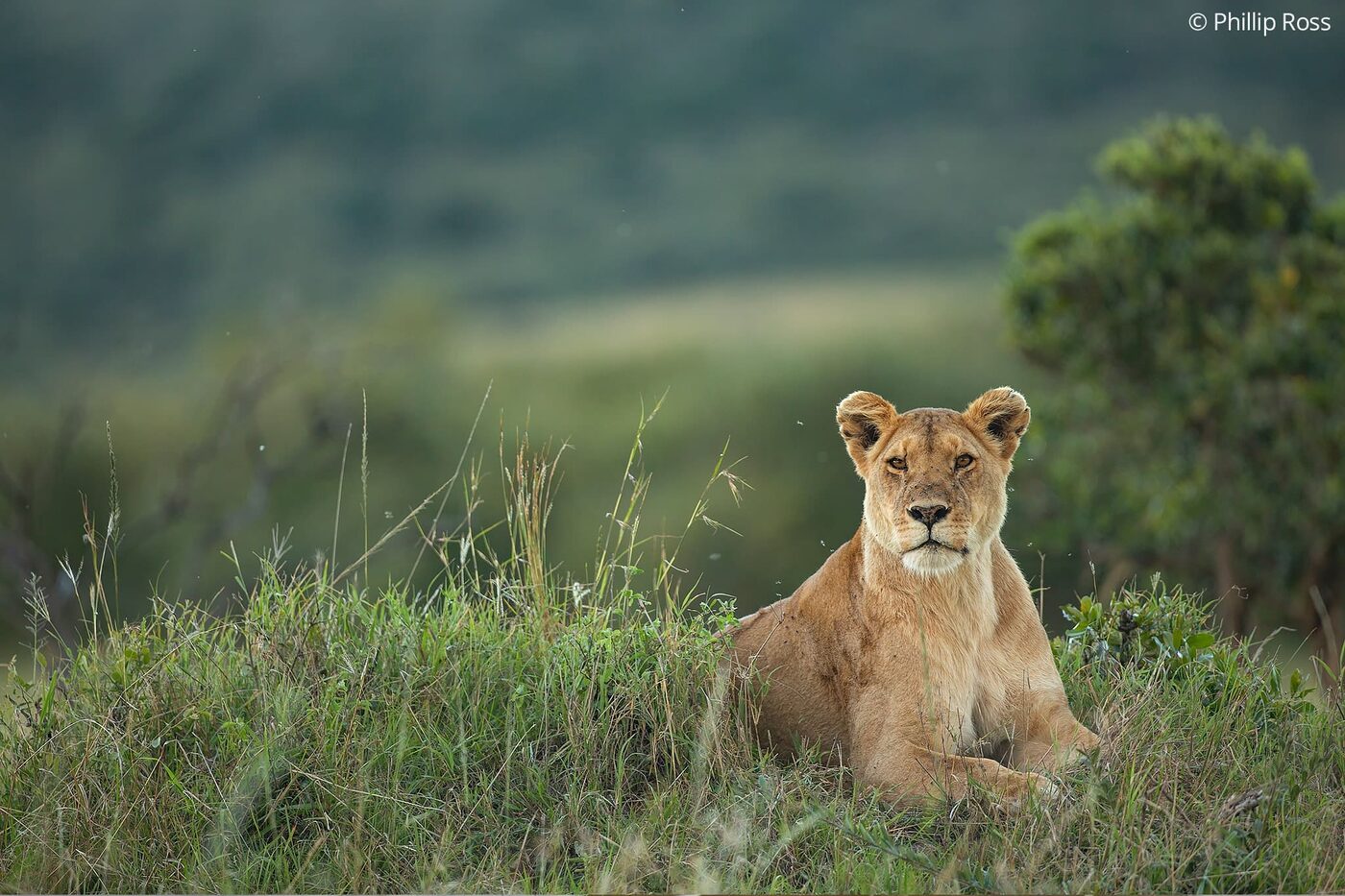 A lioness (Panthera leo) on an Africa Wildlife Photography Tour