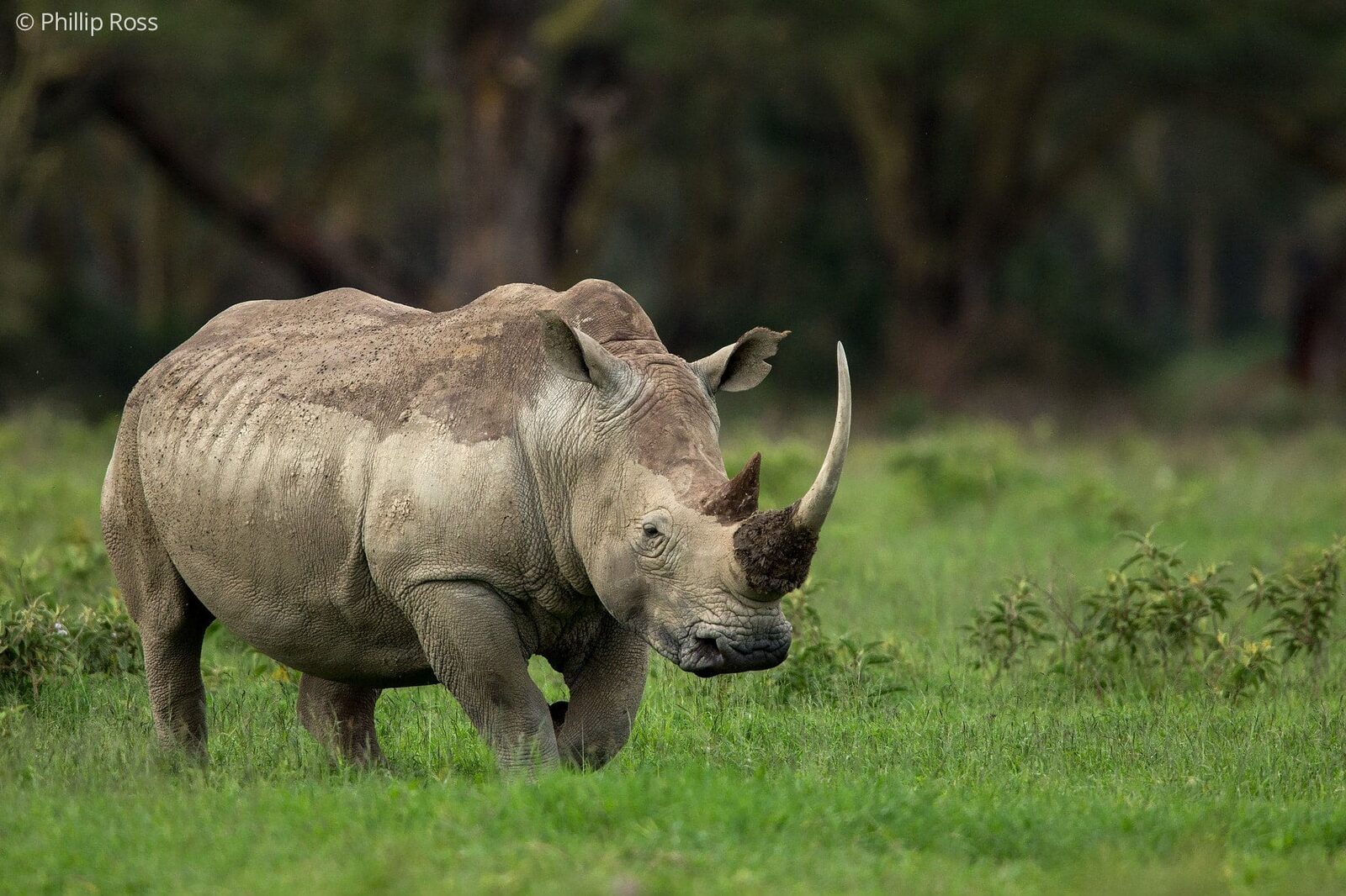 A white rhino (Ceratotherium simum) photographed on our Africa Wildlife Camp by wildlife photographer Phillip Ross
