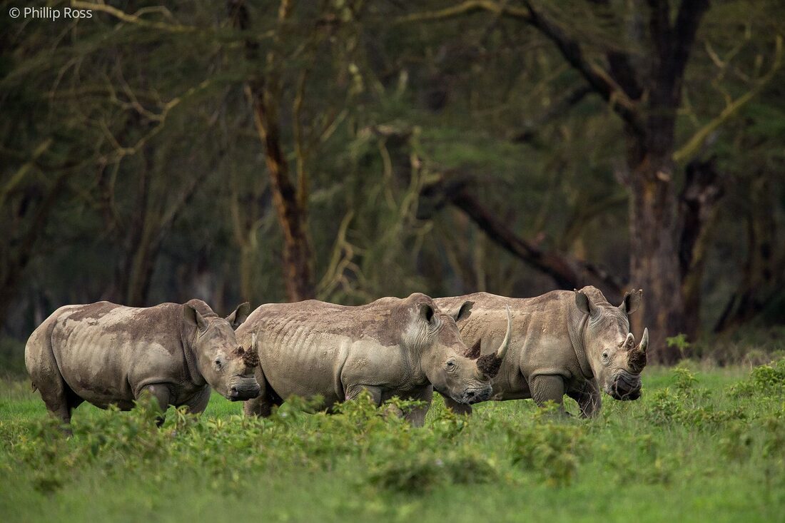 White rhinos (Ceratotherium simum) on our Africa Wildlife Camp by wildlife photographer Phillip Ross