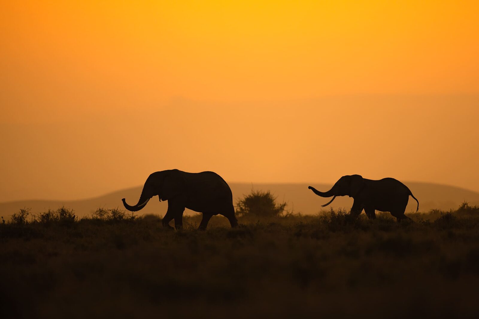 Two elephants (Loxodonta africana) in silhouette at sunset