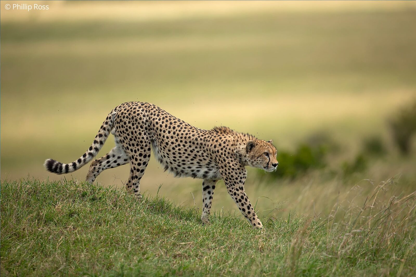Cheetah (Acinonyx jubatus) on an Africa Wildlife Photography Tour