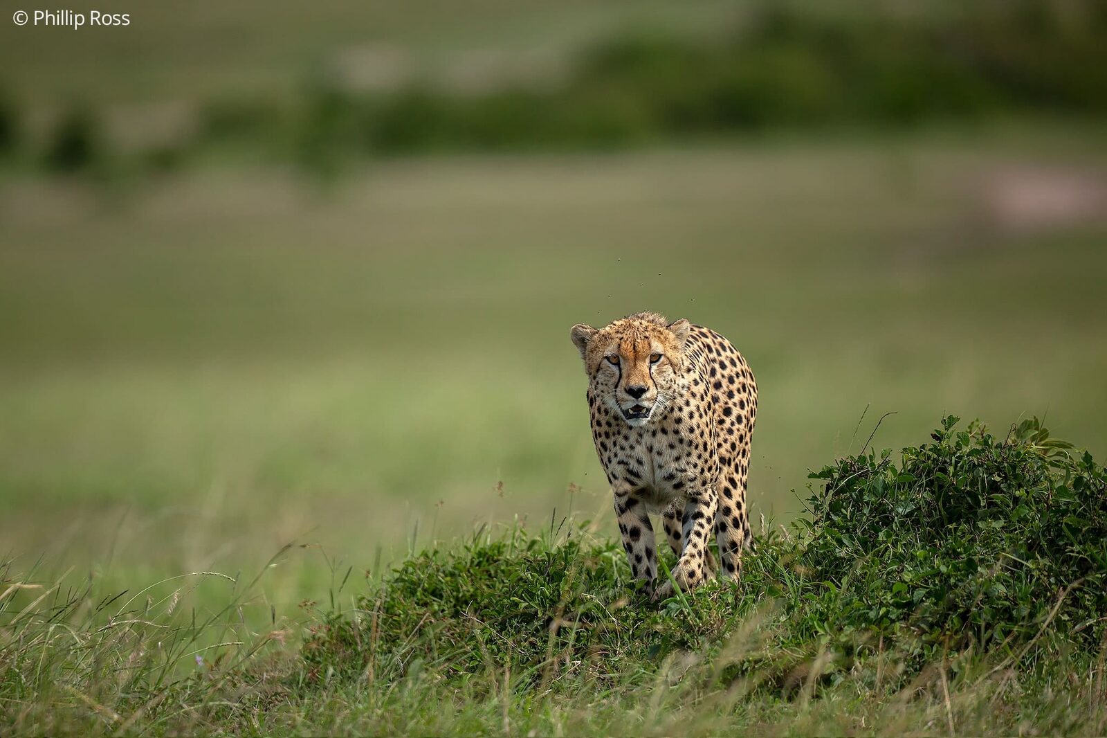 Cheetah (Acinonyx jubatus) on an Africa Wildlife Photography Tour