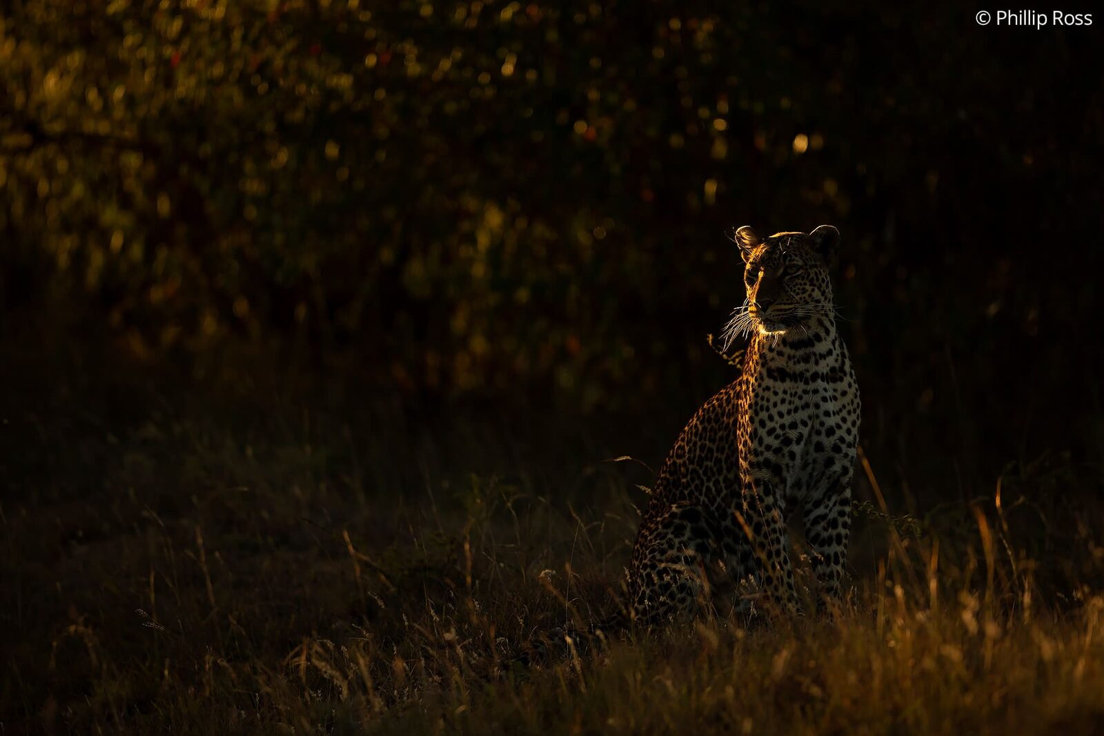Rim-light effect on a Leopard (Panthera pardus) in Masaai Mara on an Africa Wildlife Photography Tour
