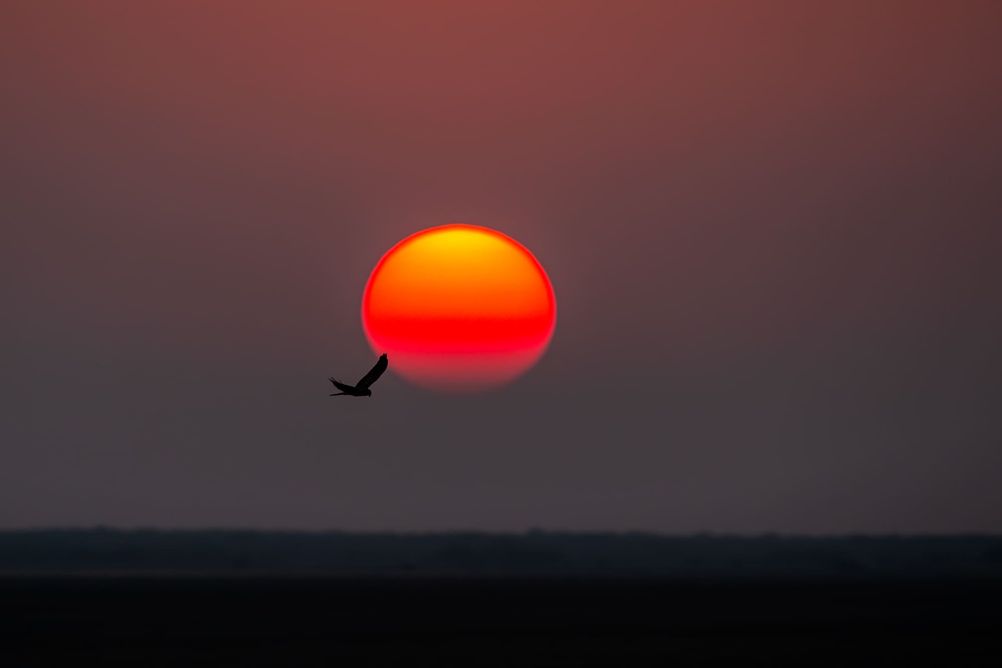 A marsh harrier (Circus aeruginosus) crossing the setting sun over the Little Rann of Kutch
