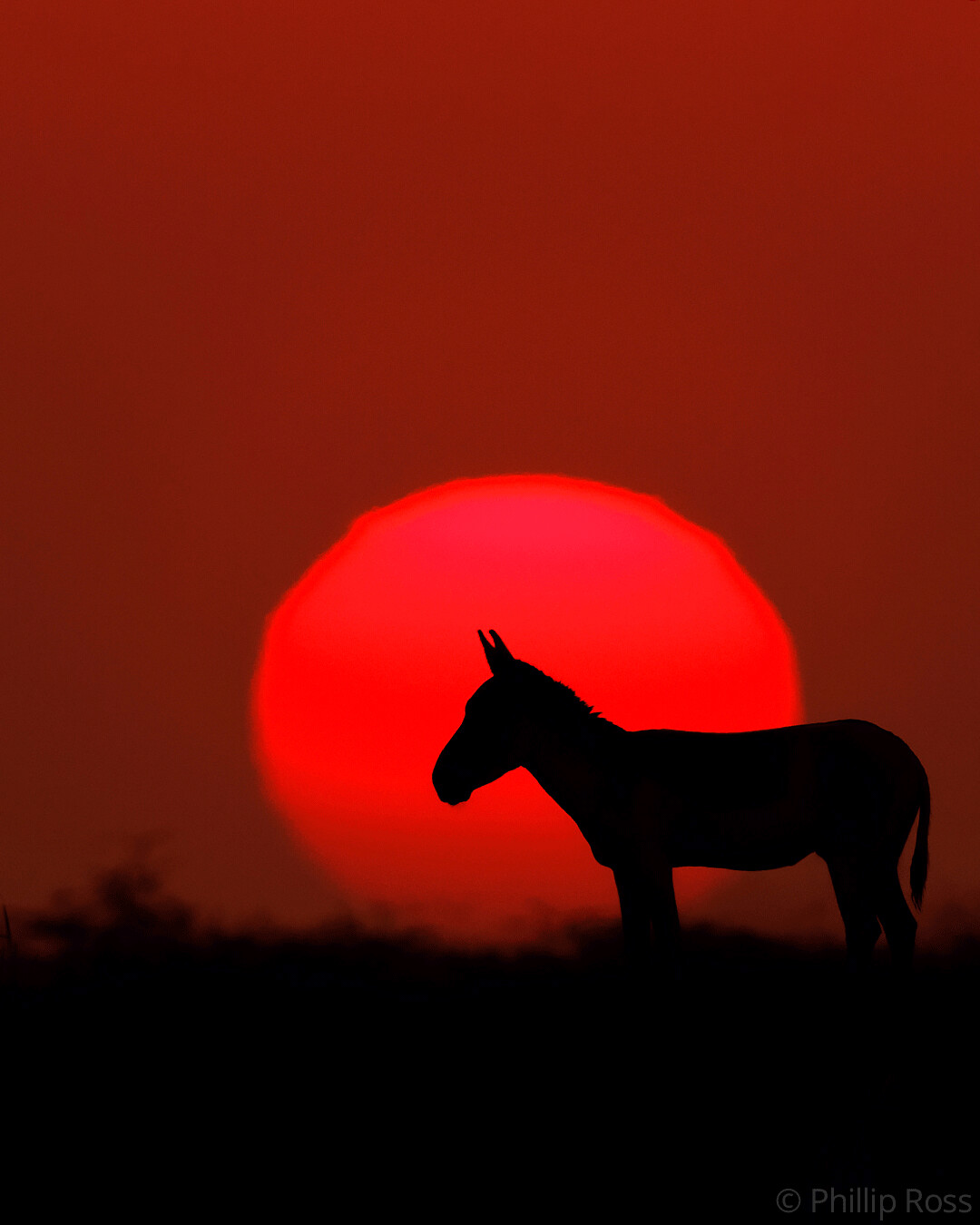 An Indian wild ass (Equus hemionus khur) against the setting sun, photographed during our Rann of Kutch Photography Tour