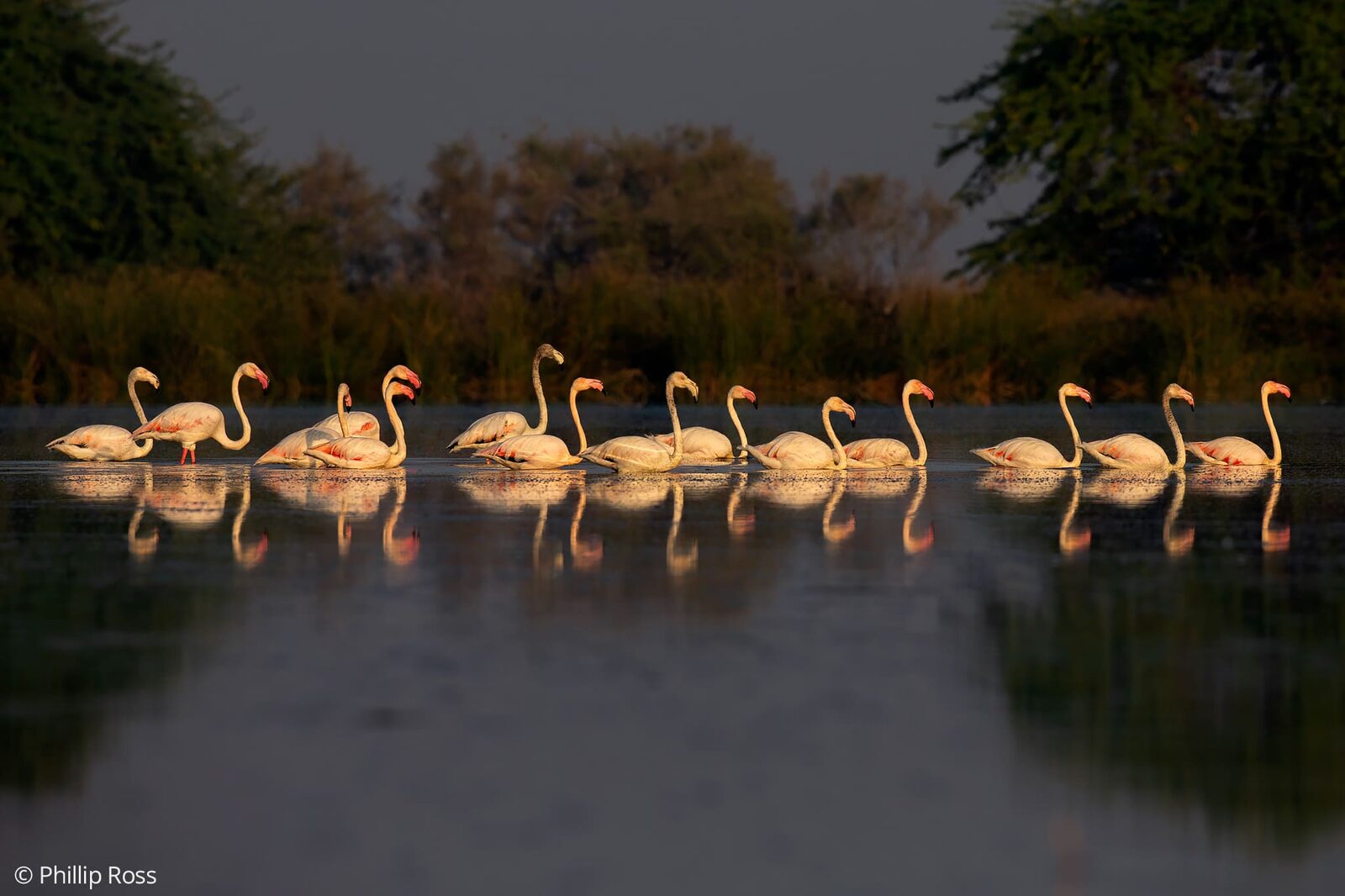 Flamingos in a line on still water