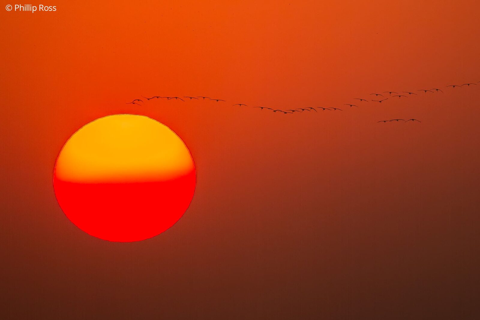Birds crossing the setting sun