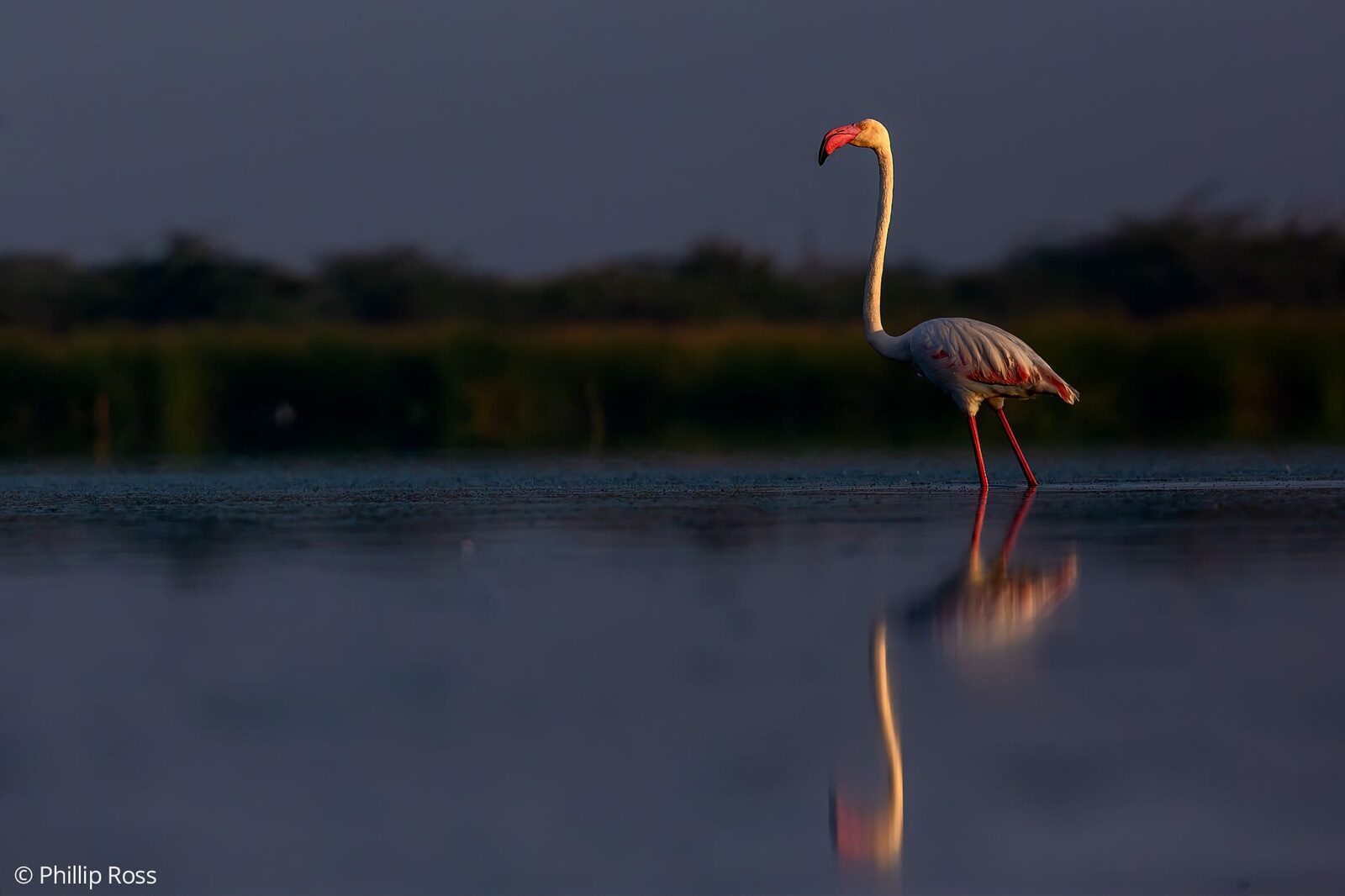 A flamingo reflected in the still water