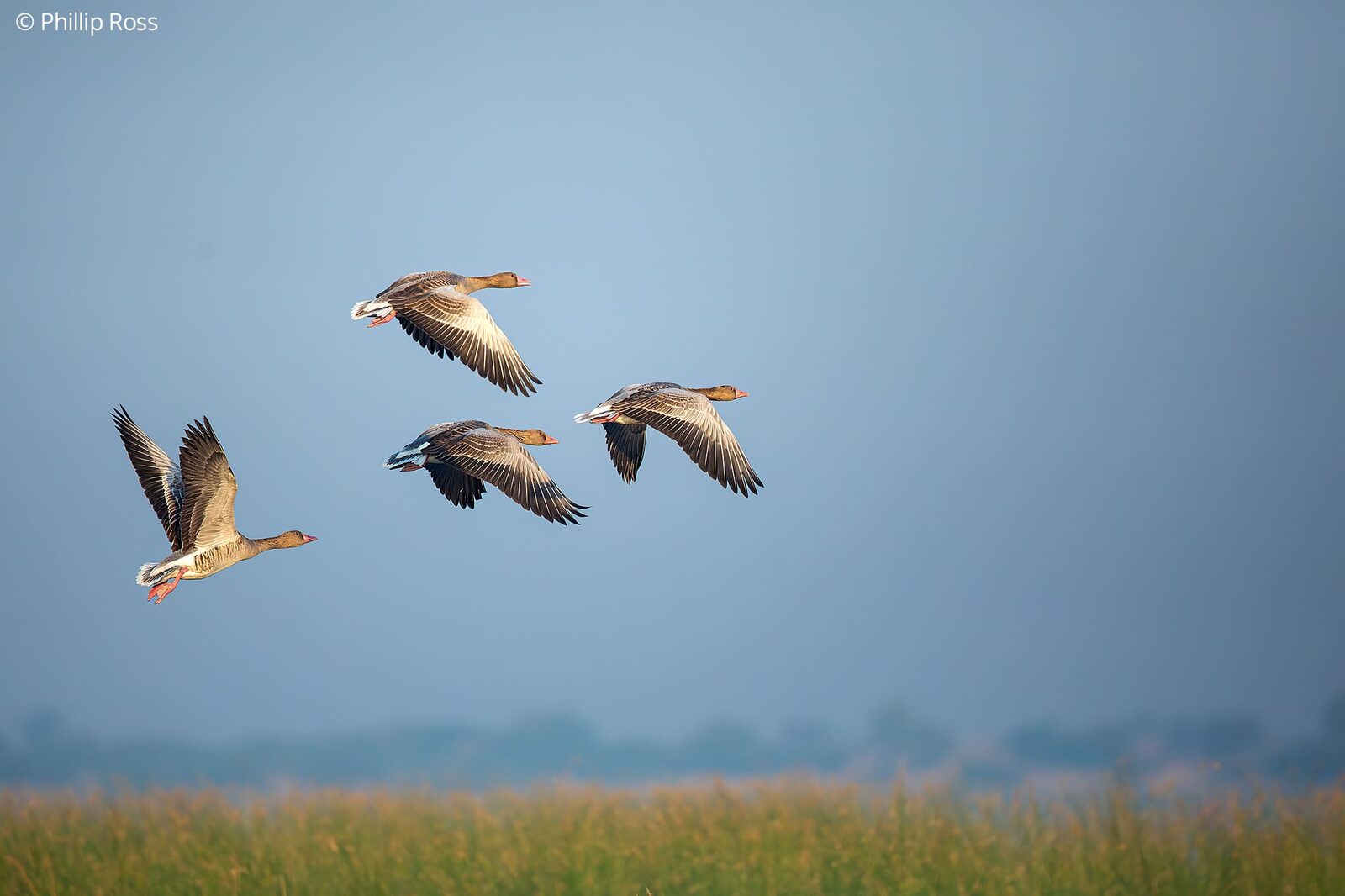 Greylag geese (Anser anser) in flight