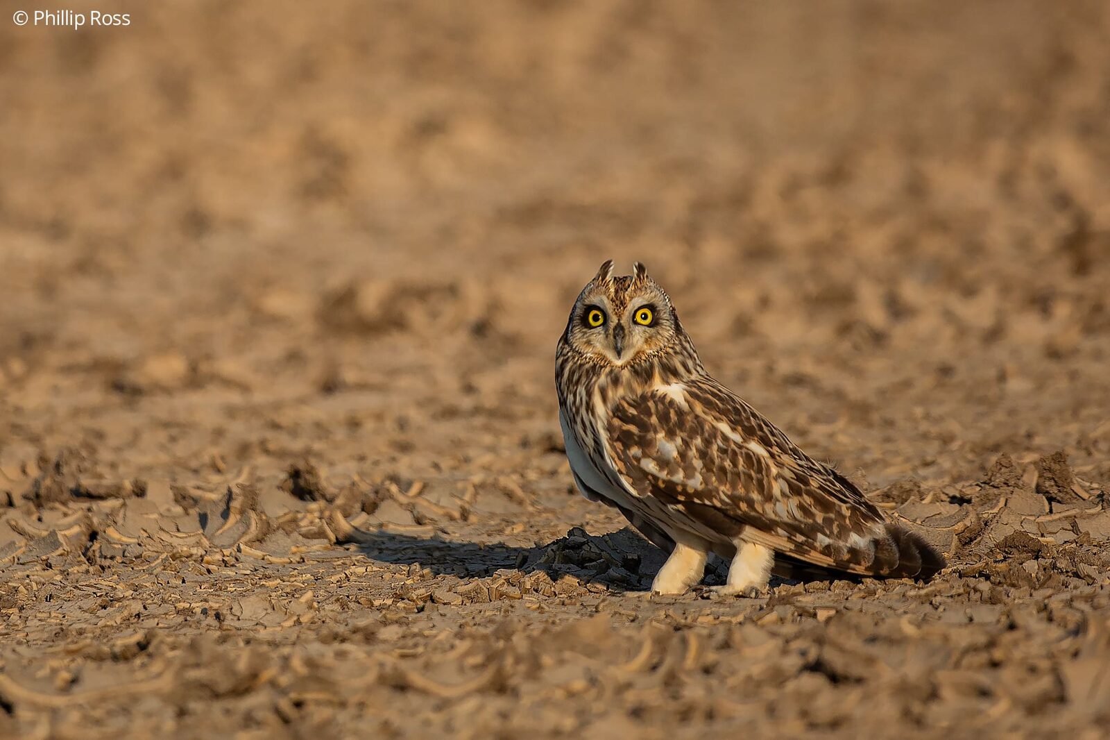 A Short-eared Owl (Asio flammeus) on the dry ground