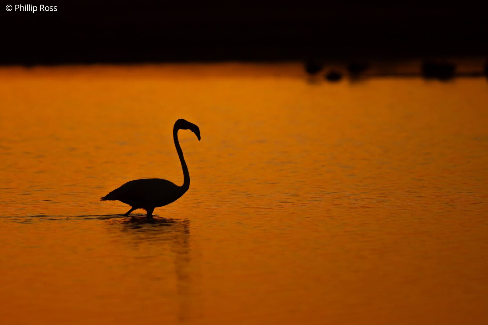 A flamingo silhouetted at sunset