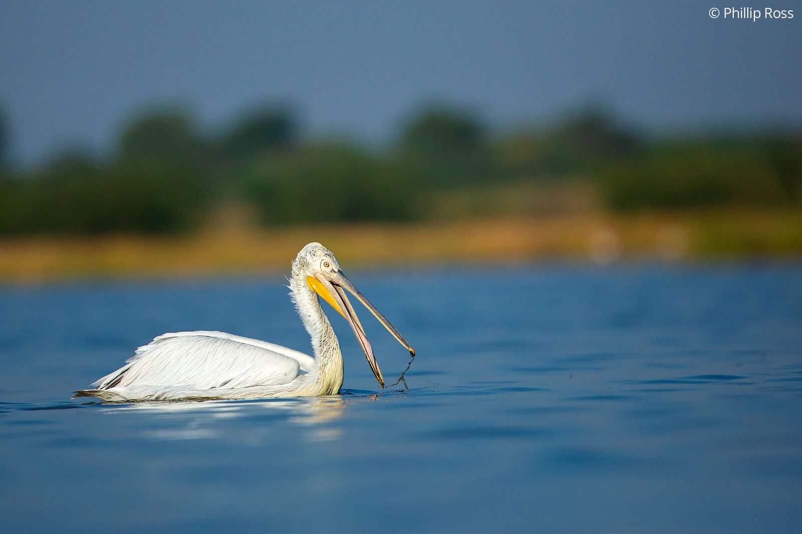 A Dalmatian Pelican (Pelecanus crispus) with its catch
