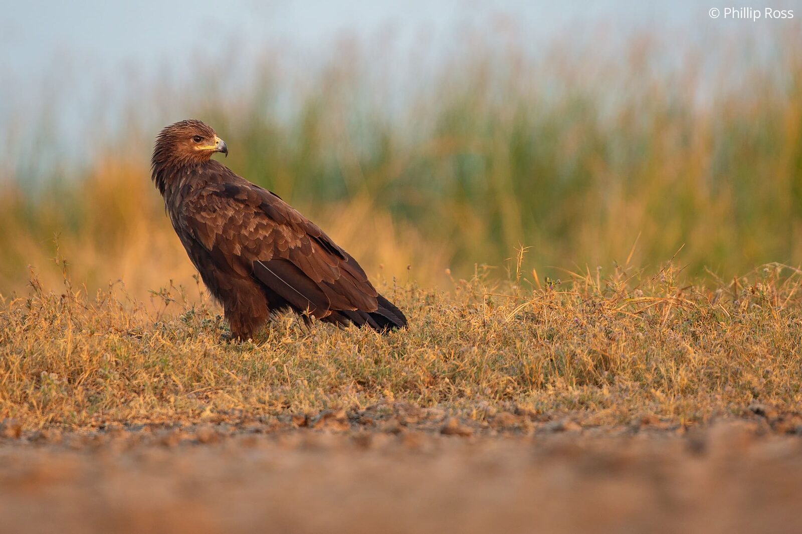 An eagle in the grassland