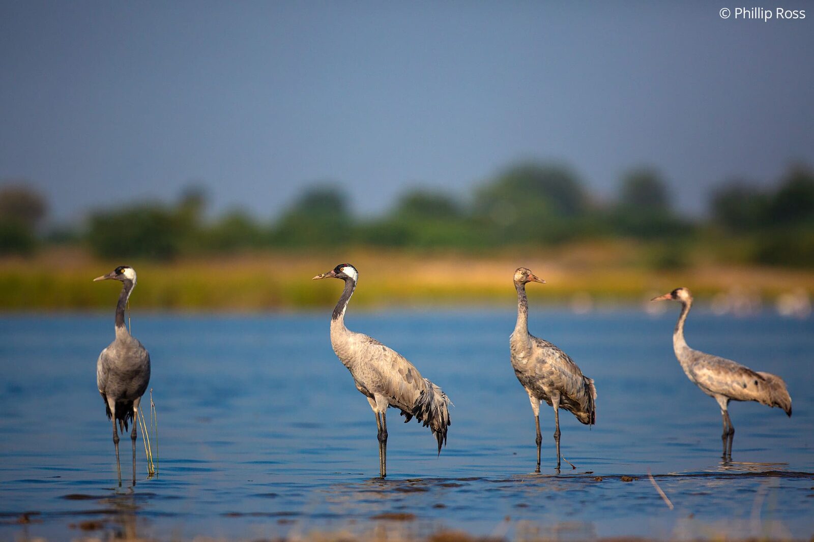 Common Cranes (Grus grus) in the shallows