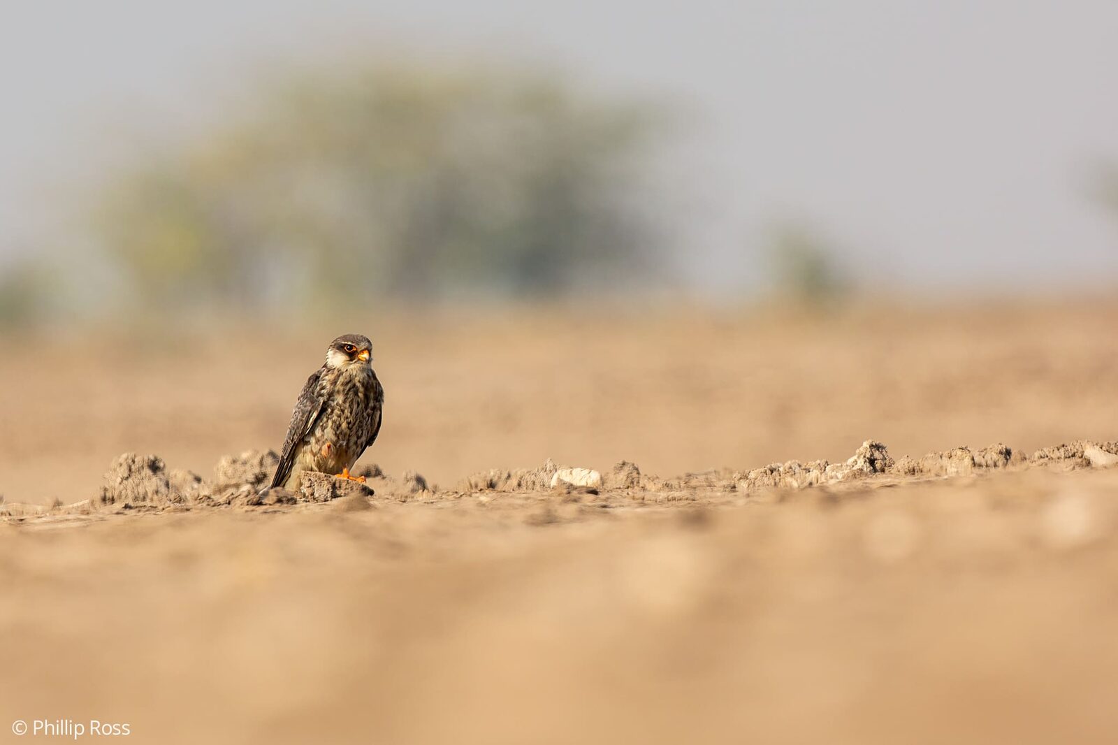A rare Amur falcon (Falco amurensis) on the salt flats