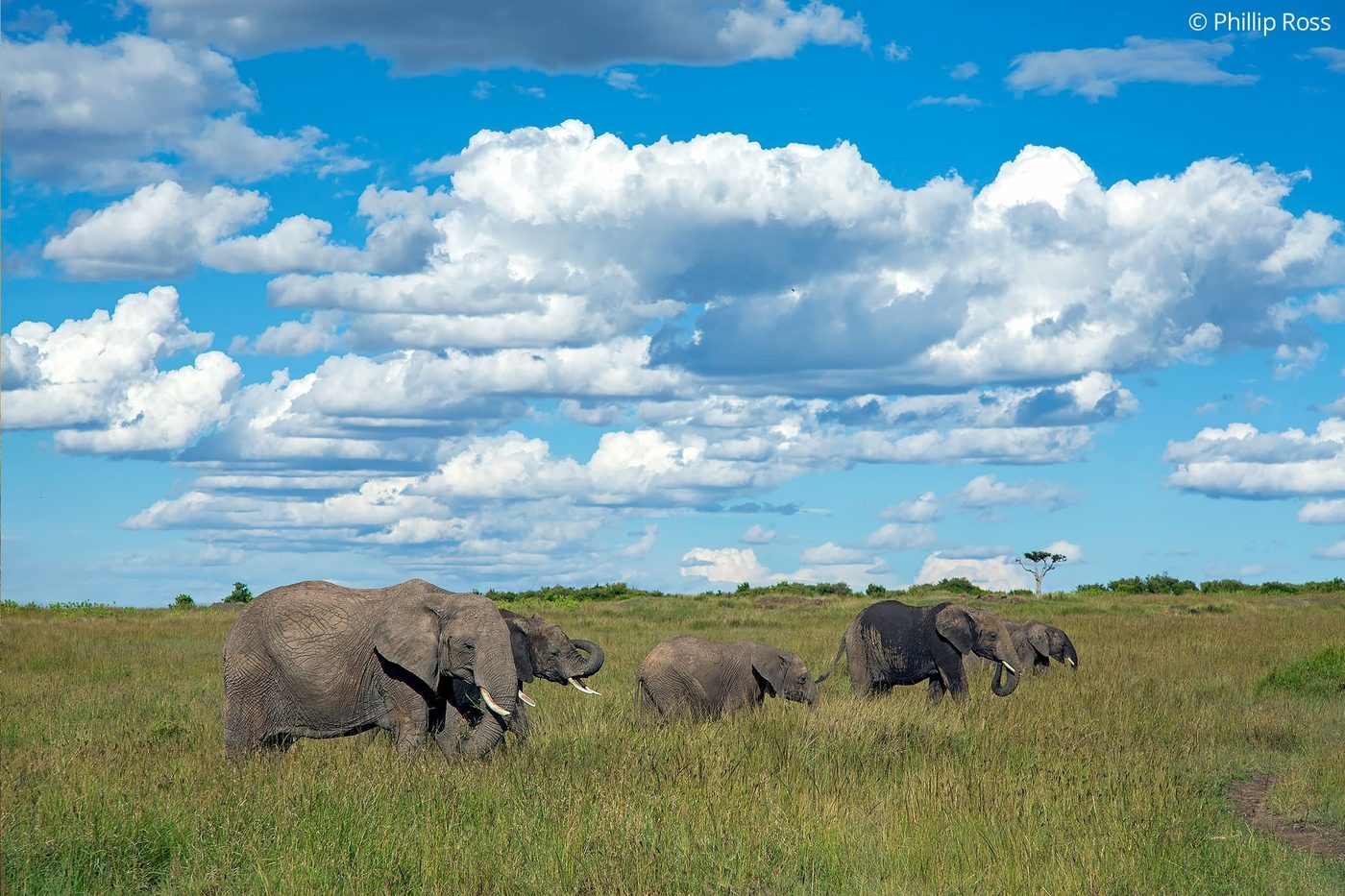 A herd of elephants (Loxodonta africana) on an Africa Wildlife Photography Tour