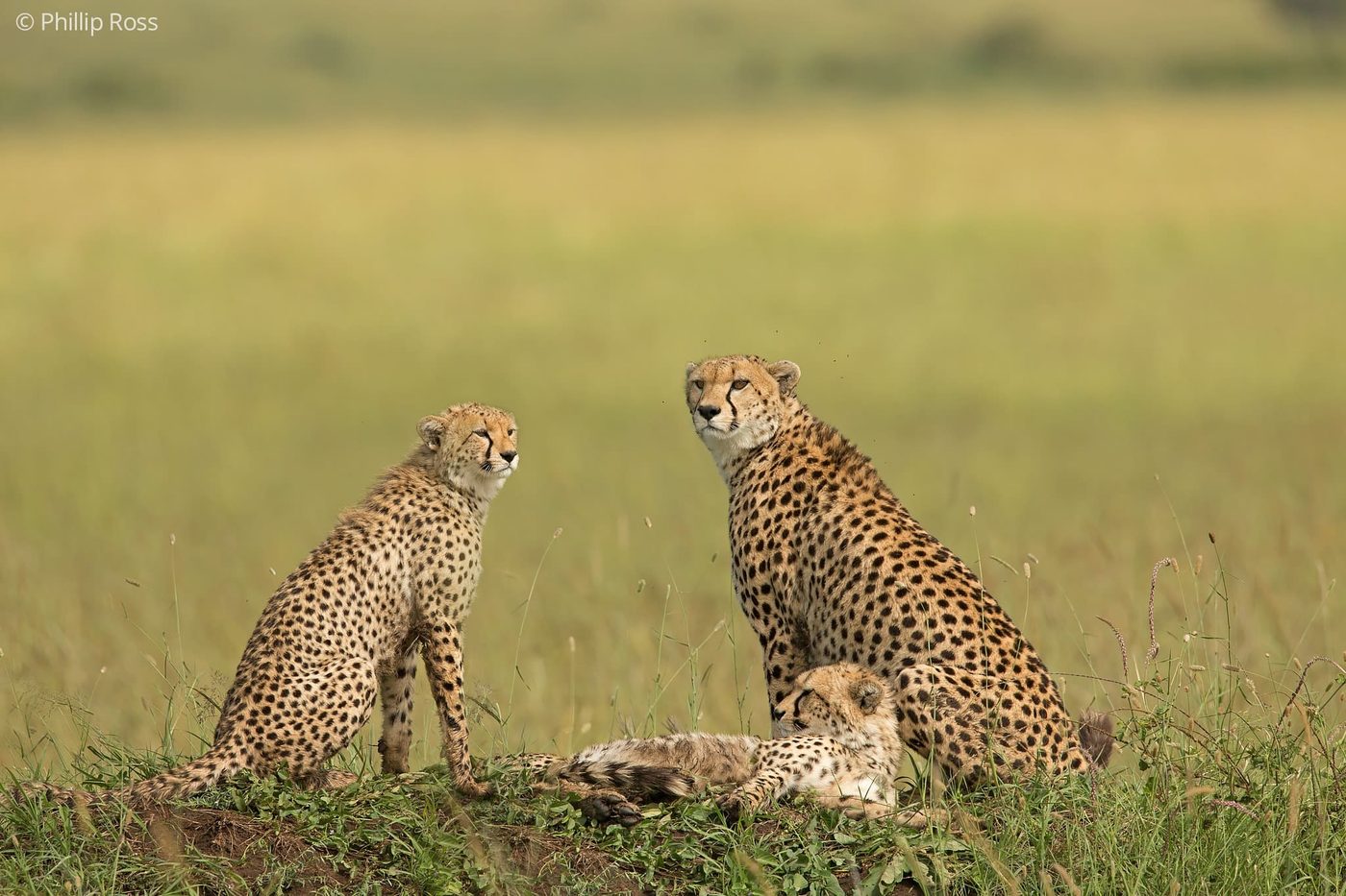 A cheetah mother (Acinonyx jubatus) with her two cubs