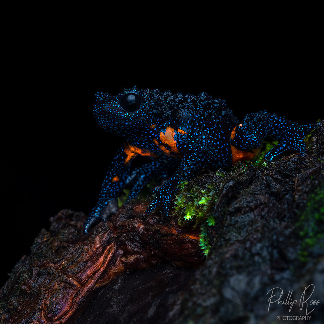 A galaxy frog (Melanobatrachus indicus), black with pale blue speckles and orange flank patches, perched on a mossy log at night in Munnar
