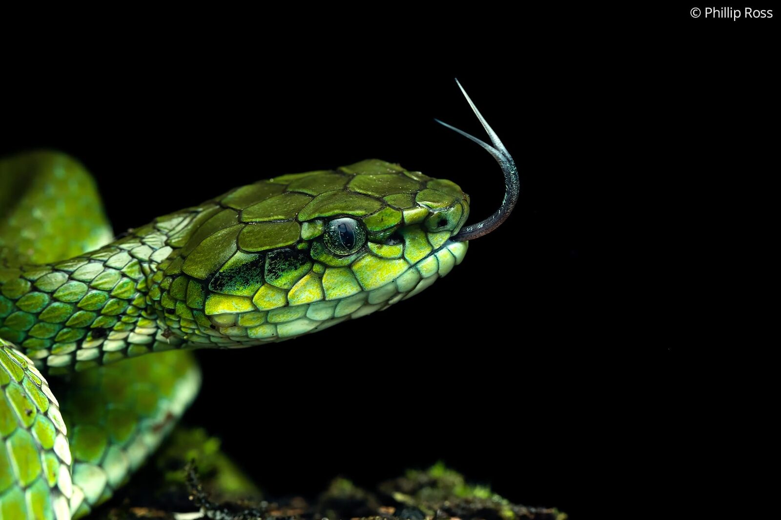 A Large-scaled Pit Viper (Craspedocephalus macrolepis) flicking its tongue