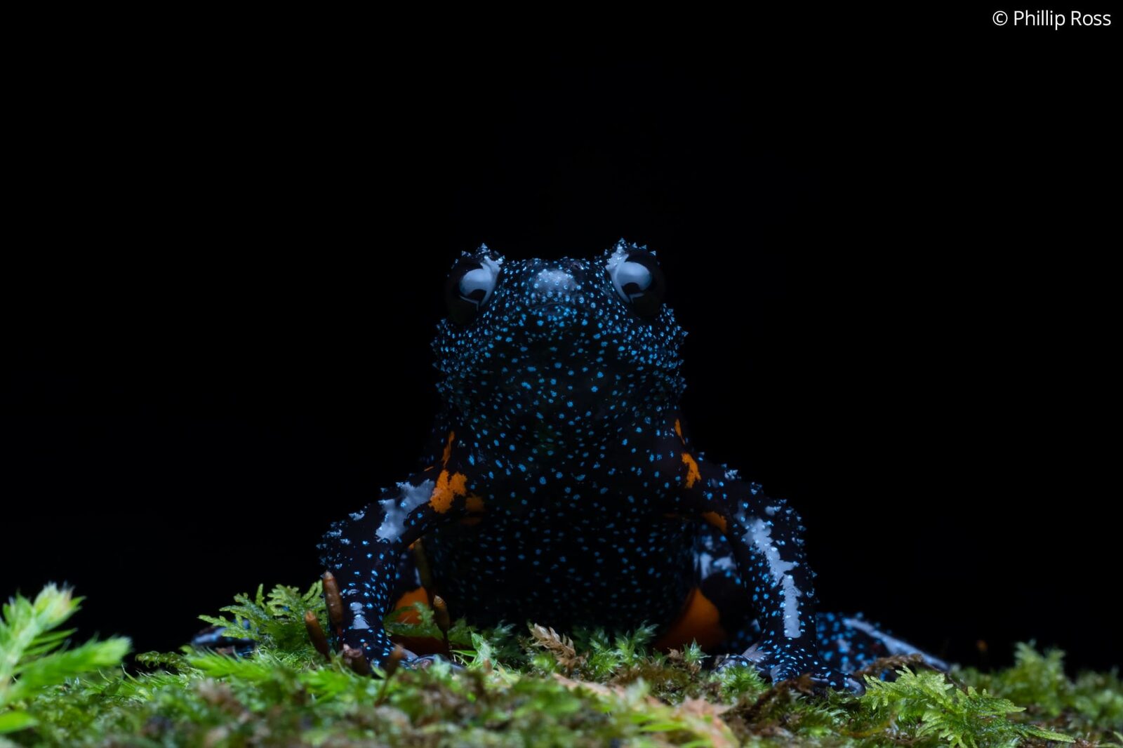 A Galaxy Frog (Melanobatrachus indicus) on moss