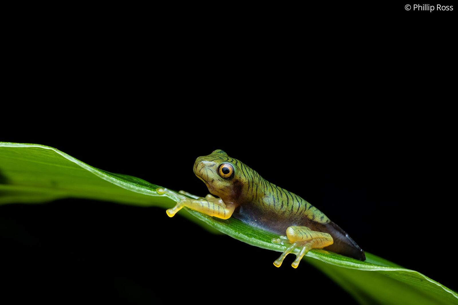 A juvenile false Malabar gliding frog (Rhacophorus pseudomalabaricus), also known as the green tiger, on a leaf
