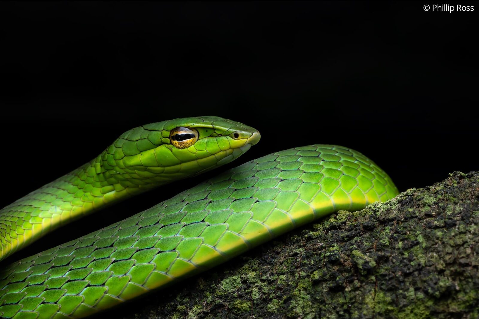Günther’s vine snake (Ahaetulla dispar)