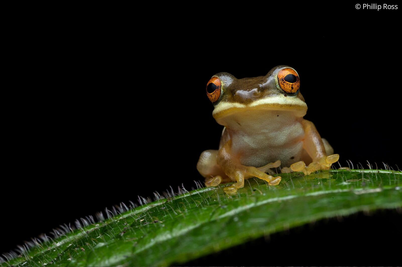 A juvenile Kadalar swamp tree frog (Beddomixalus bijui)