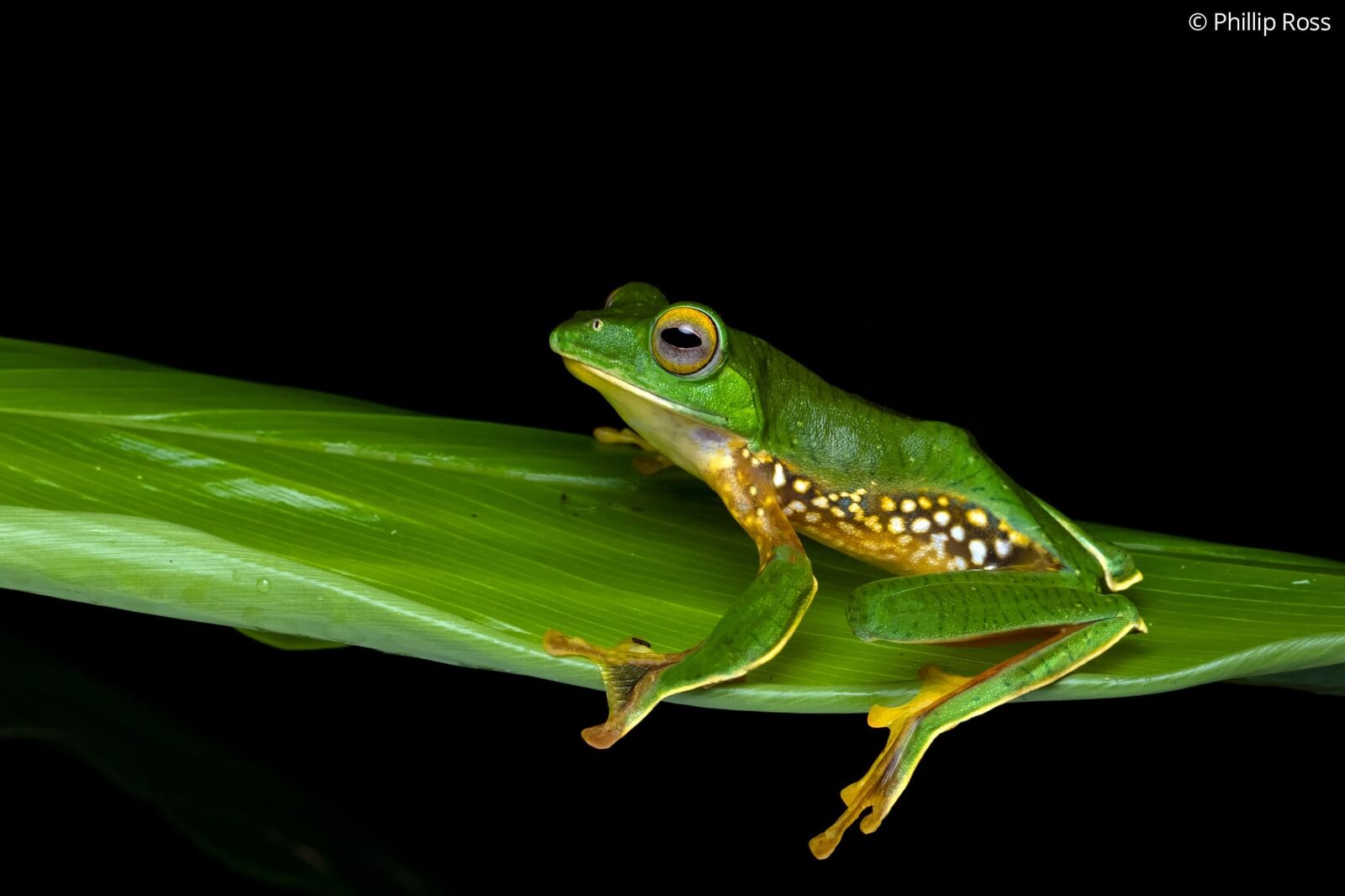 The remarkable false Malabar gliding frog (Rhacophorus pseudomalabaricus)