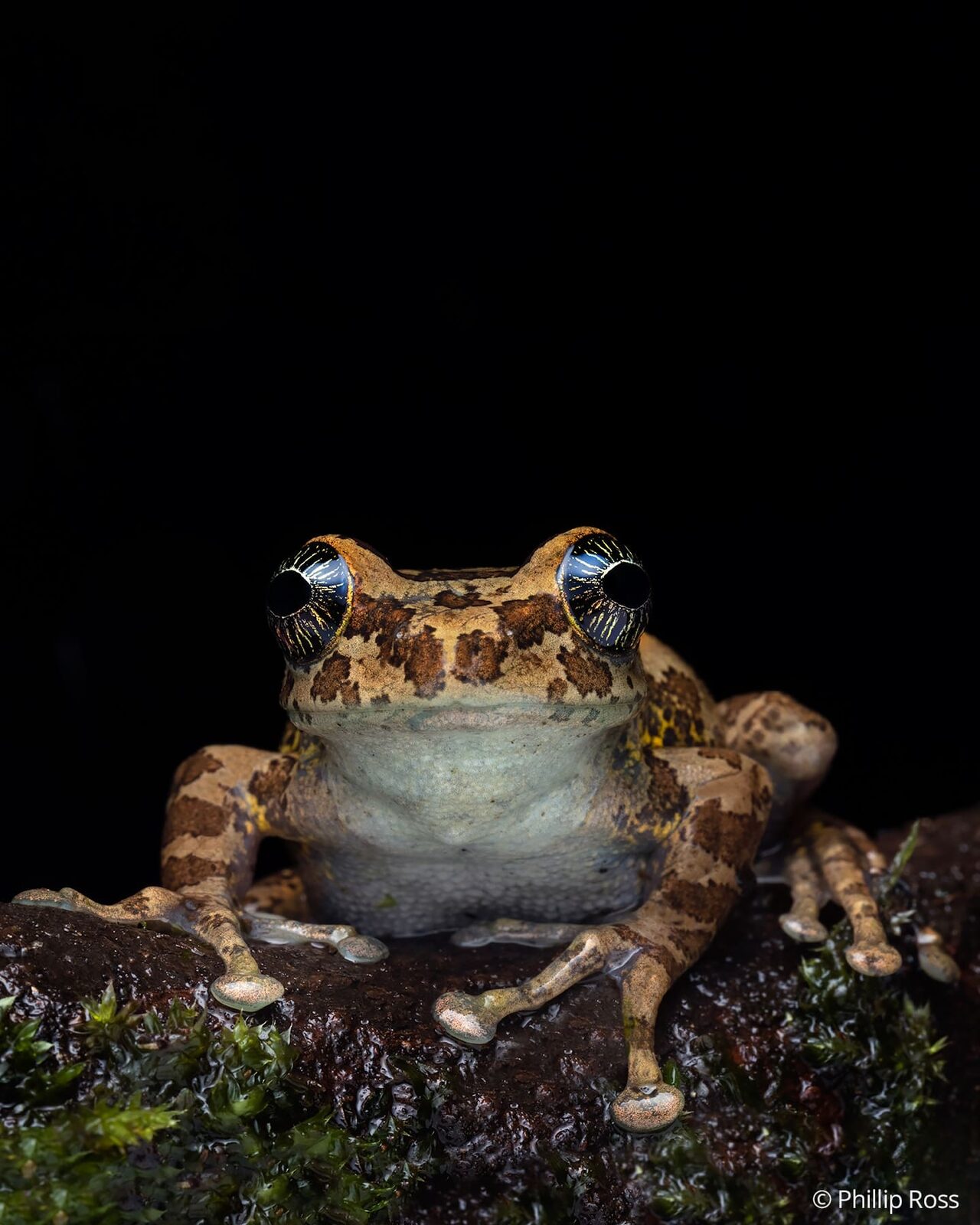 A star-eyed Ghats tree frog (Ghatixalus asterops) on a mossy branch