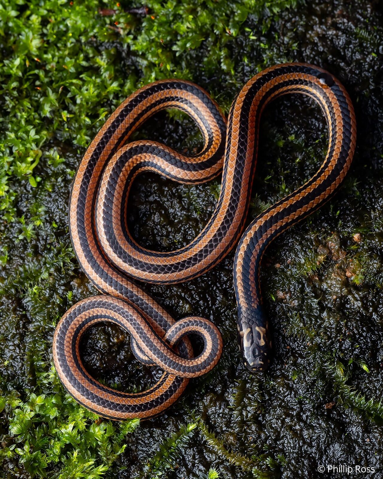 A striped coral snake (Calliophis nigrescens) on moss