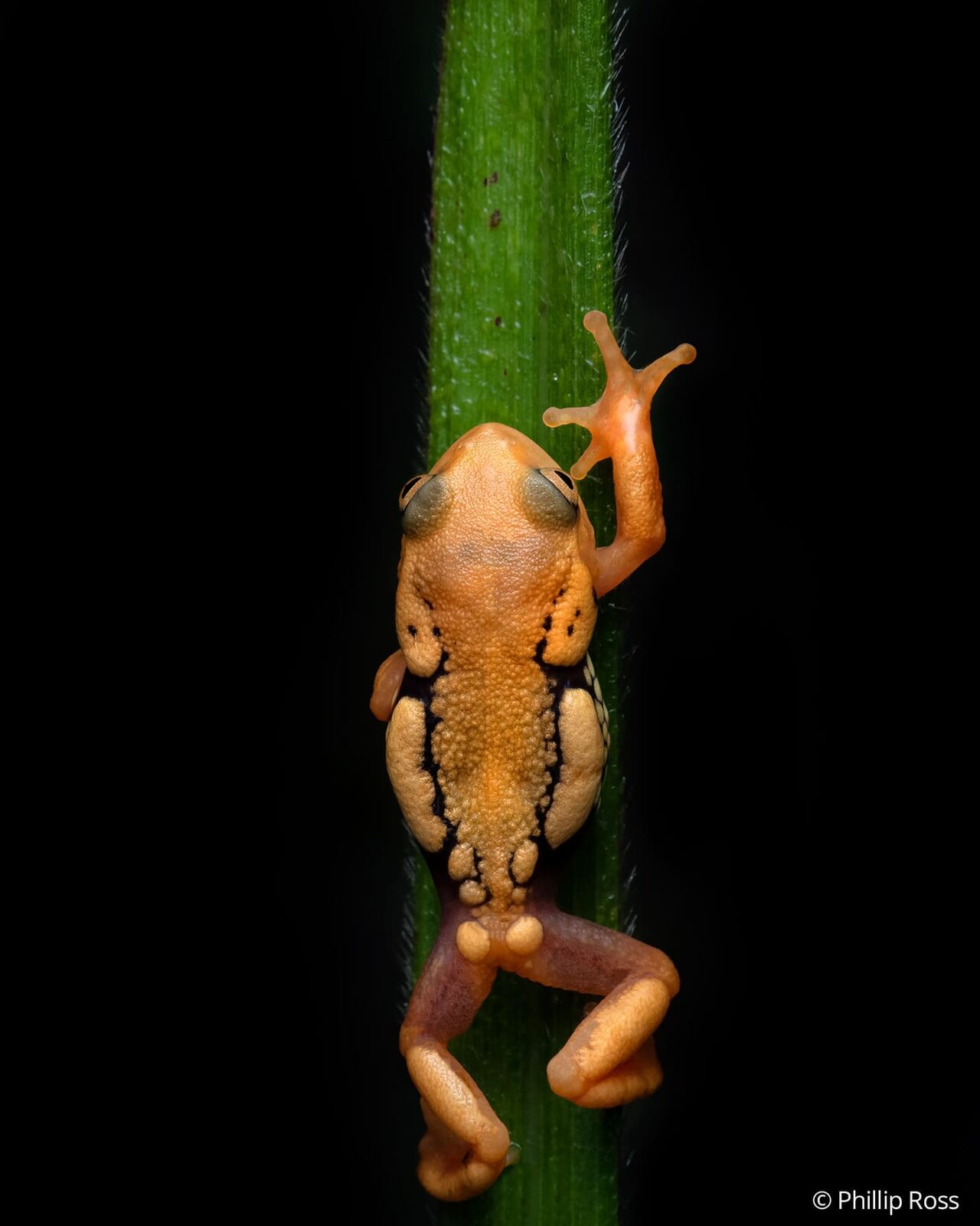 A Resplendent Shrub Frog (Raorchestes resplendens) climbing a stem
