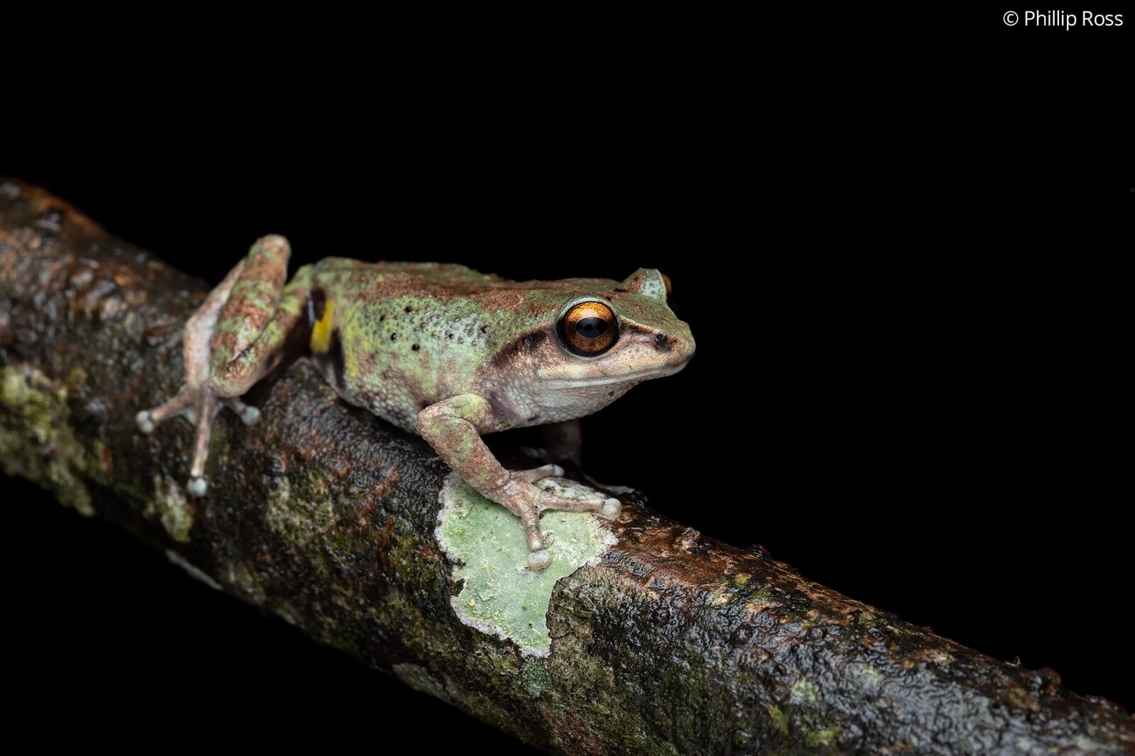 A Kodaikanal bush frog (Raorchestes dubois) on a branch