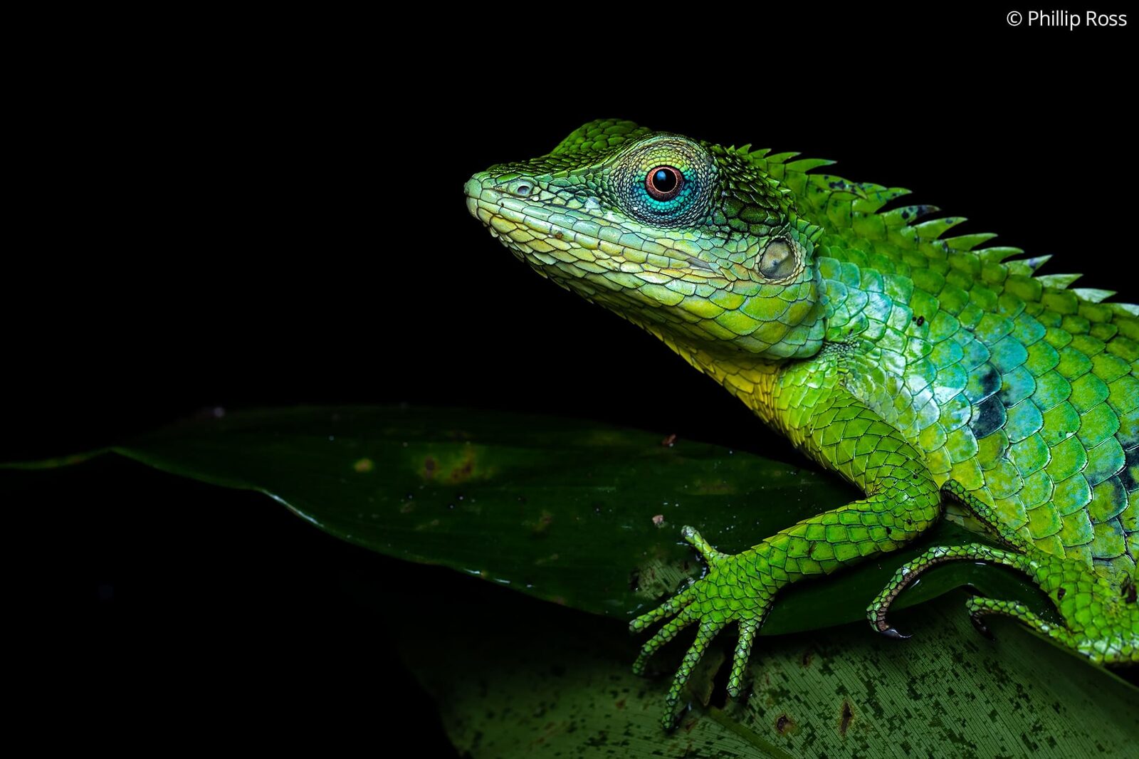 A large-scaled forest lizard (Calotes grandisquamis) on a leaf