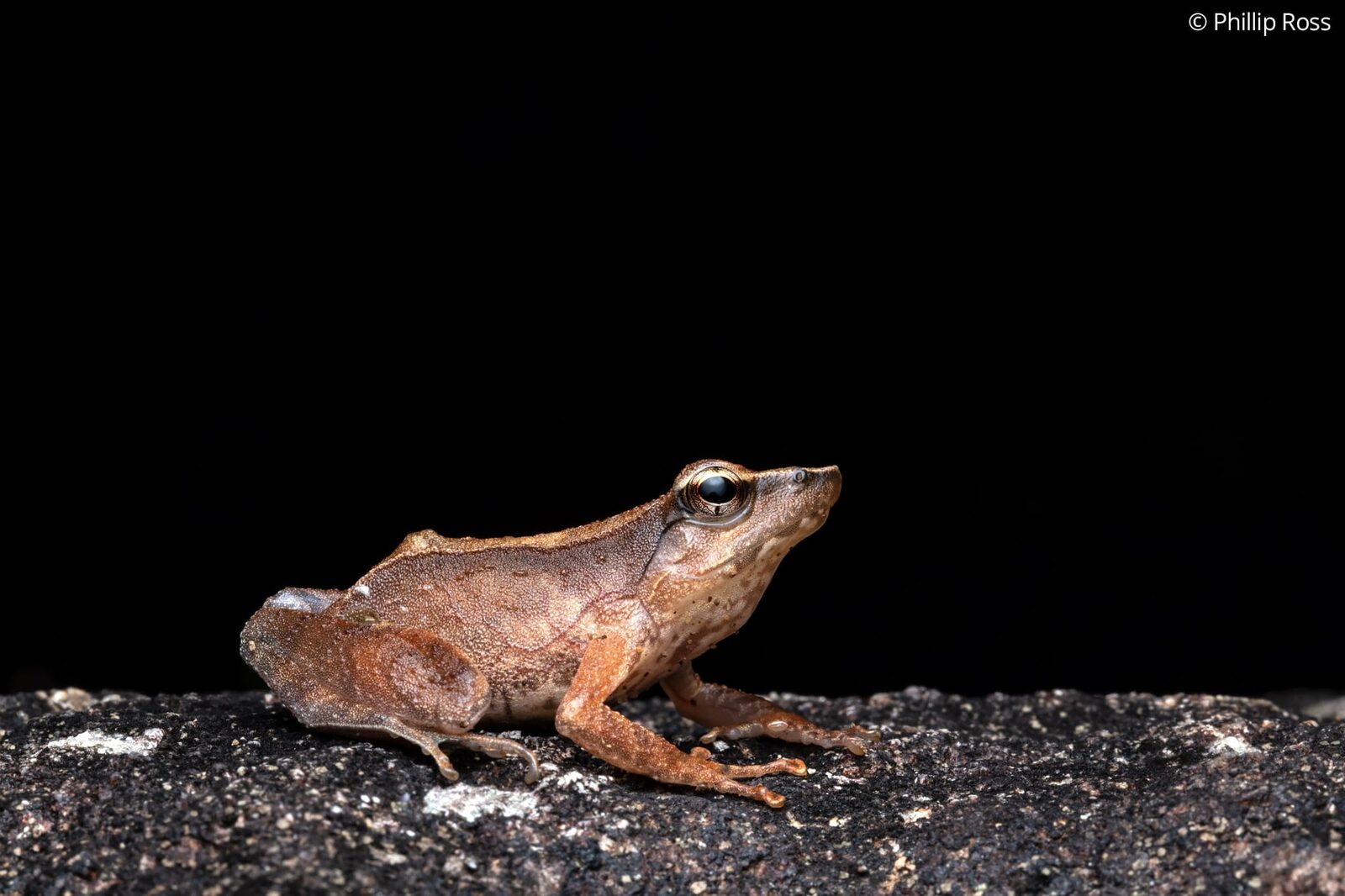 A beautiful dancing frog (Micrixalus adonis) on a rock at night