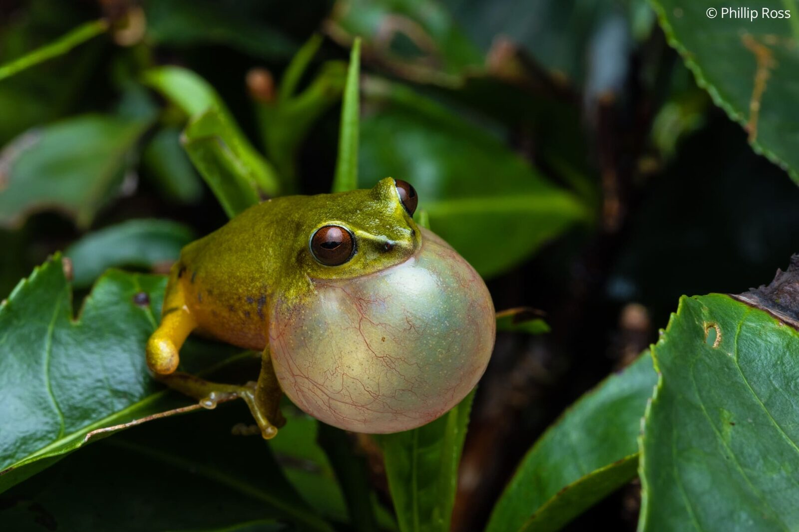 Beddome’s bush frog (Raorchestes beddomii) calling
