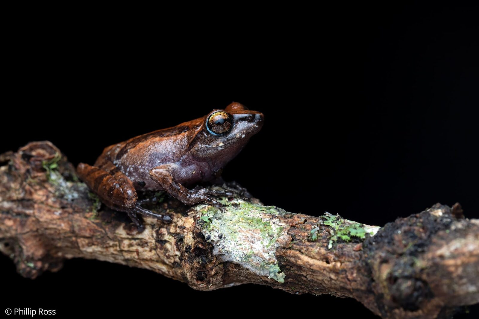 A Kadalar bush frog (Raorchestes kadalarensis) on a lichen-covered branch