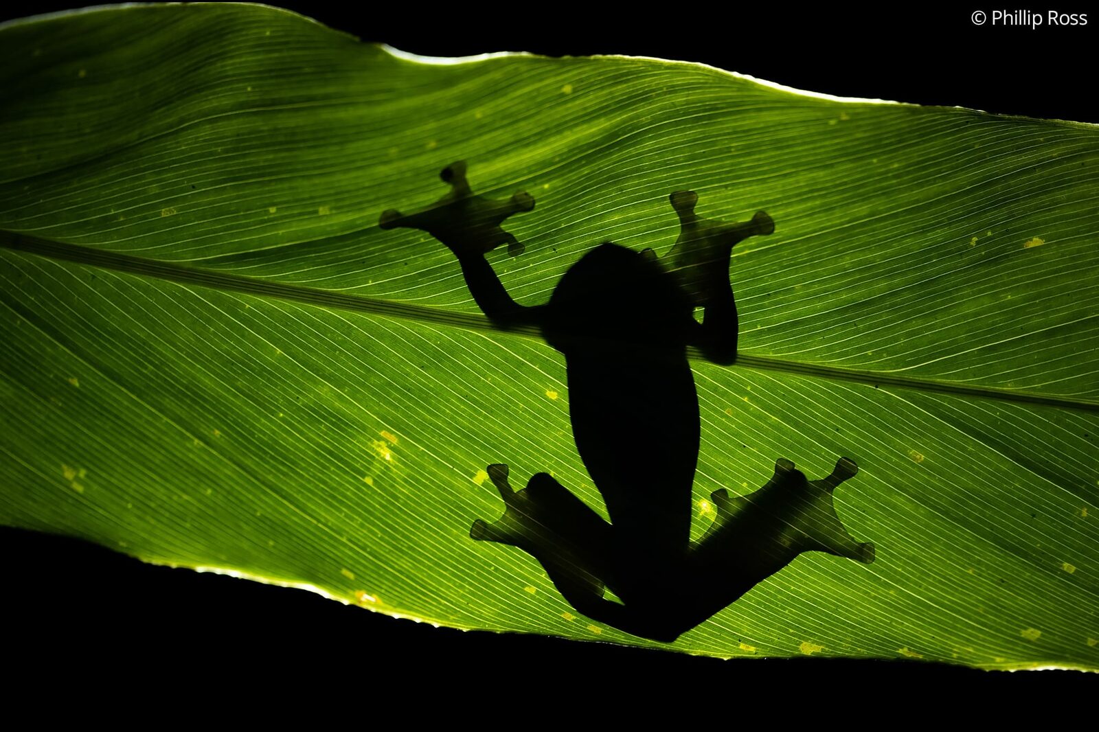 A frog seen through a backlit leaf