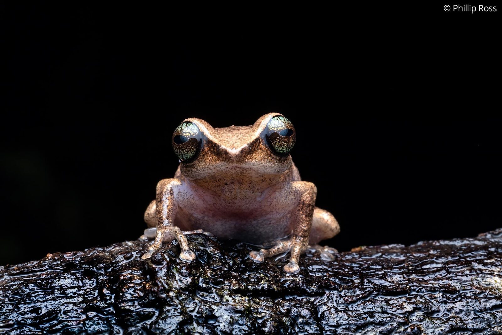 A green-eyed bush frog (Raorchestes chlorosomma) on a wet branch