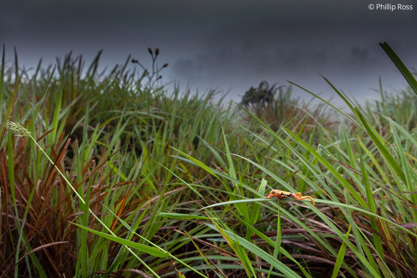The high-elevation grassland habitat of the resplendent bush frog (Raorchestes resplendens)