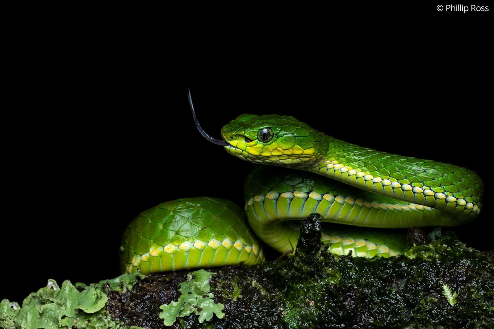 A Large-scaled Pit Viper (Craspedocephalus macrolepis)