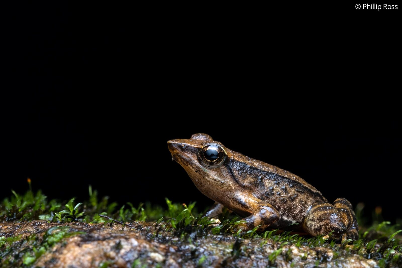 A beautiful dancing frog (Micrixalus adonis) on a moss-covered rock at night